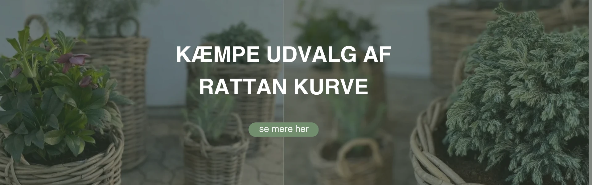 Rattan kurve